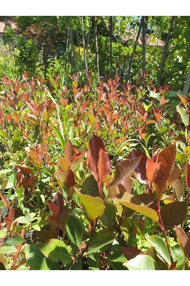 🔥 Alev Çalısı (Photinia x Red Robin ) 50cm -100 cm - 3