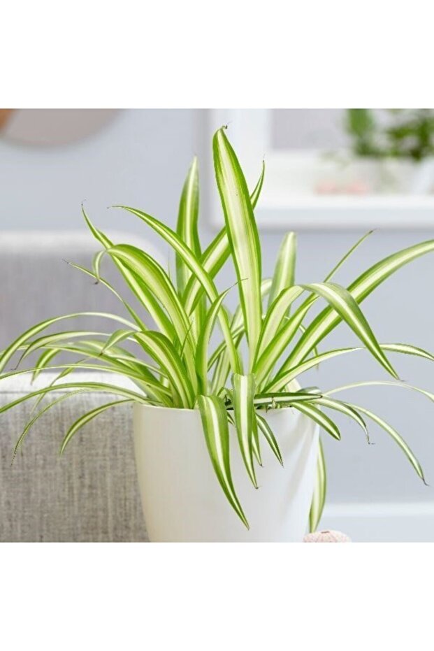 Kurdele Çiçeği Dekoratif Saksılı - 3