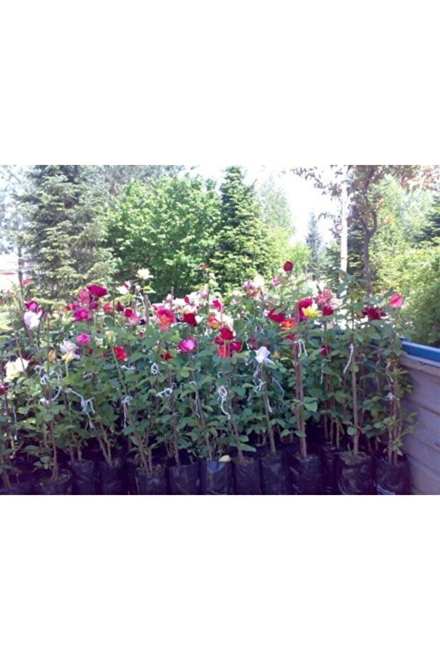 Gül / Yediveren - 1