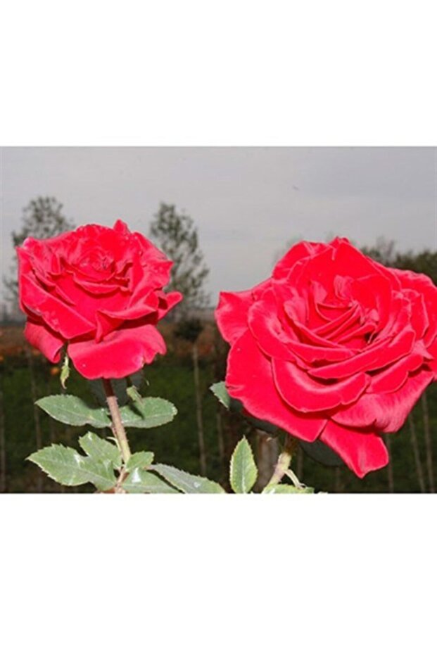 Gül / Yediveren - 3