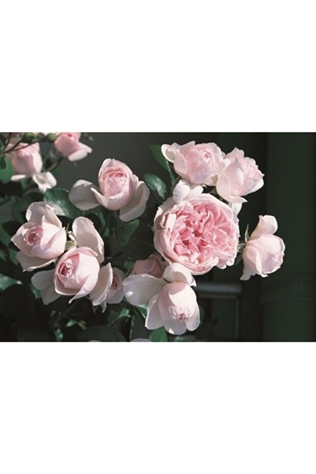 Gül / Yediveren - 4