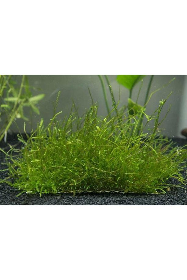 Java Moss 5x5 Cm Akvaryum Zemin Ve Dekor Süsleme Bitkisi. - 2