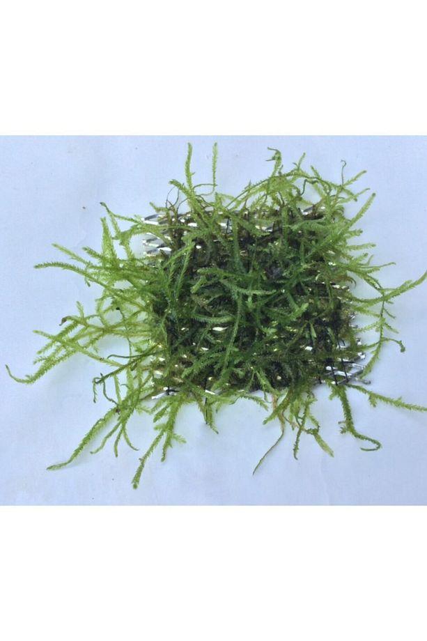 Java Moss 5x5 Cm Akvaryum Zemin Ve Dekor Süsleme Bitkisi. - 3
