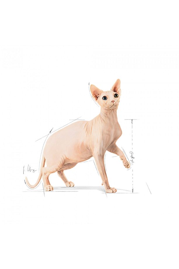 Sfenks Için Yetişkin Kuru Kedi Maması 2kg - 3