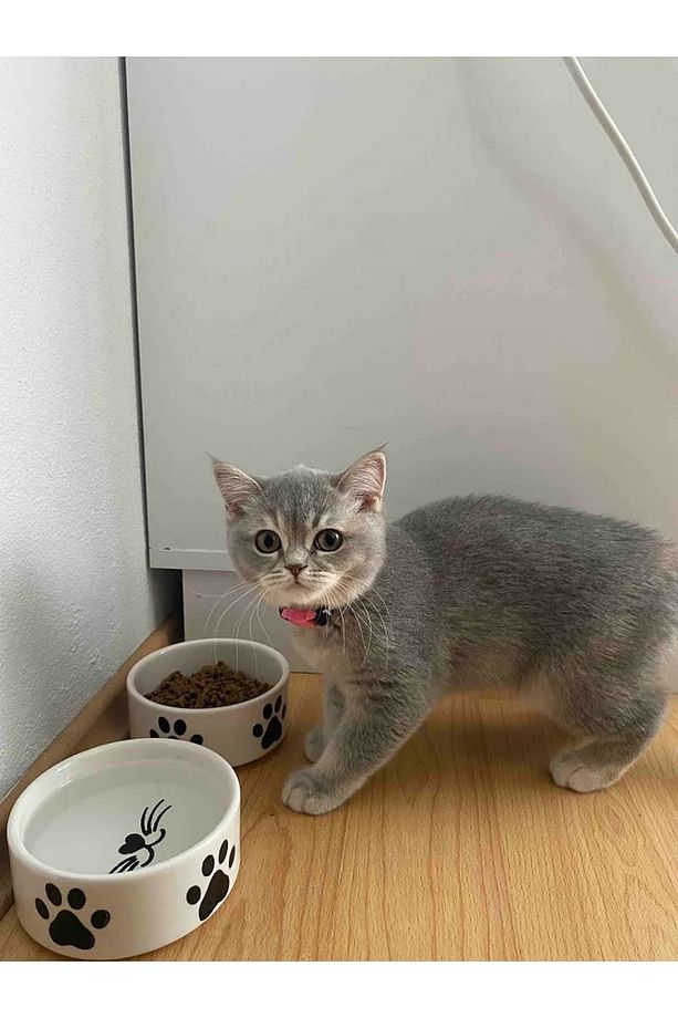 2 Adet Yüksek Kalite Seramik Kedi Ve Köpek Mama Su Kabı - (12.5 CM, 400 ML) - 1