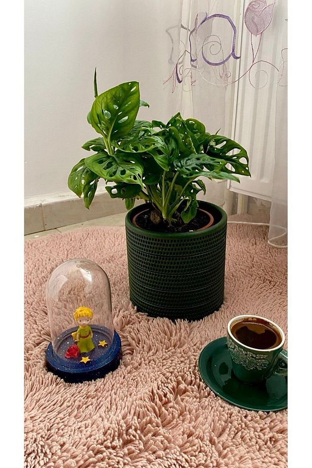 MONSTERA MONKEY LEAF &DELİKLİ DEVE TABANI-OFİS-SALON BİTKİSİ - 3