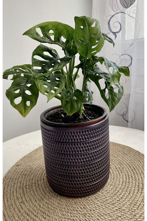 MONSTERA MONKEY LEAF &DELİKLİ DEVE TABANI-OFİS-SALON BİTKİSİ - 1