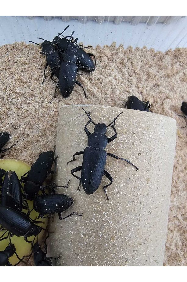 MorioKurdu Böceği 10 Adet - 1