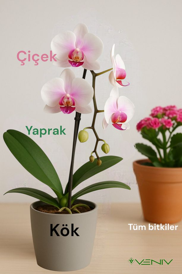 Pera Orkide Ve Tüm Çiçekler Için & Kök-dal Arttıran En Iyi Gelişim Çiçek Açtıran Bitki Besini - 2