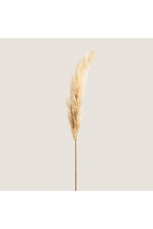 Pampas Tek Dal Natural - 1