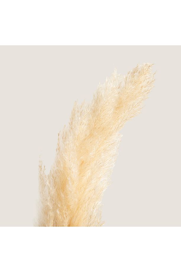 Pampas Tek Dal Natural - 2