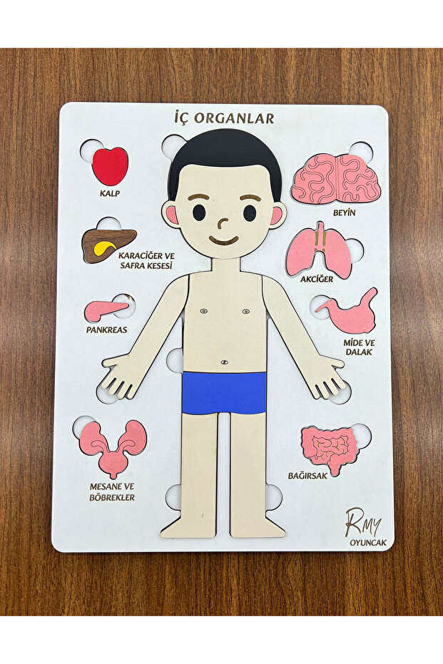 Montessori Wooden Internal Organs Find-And-Plug Educational Set Male