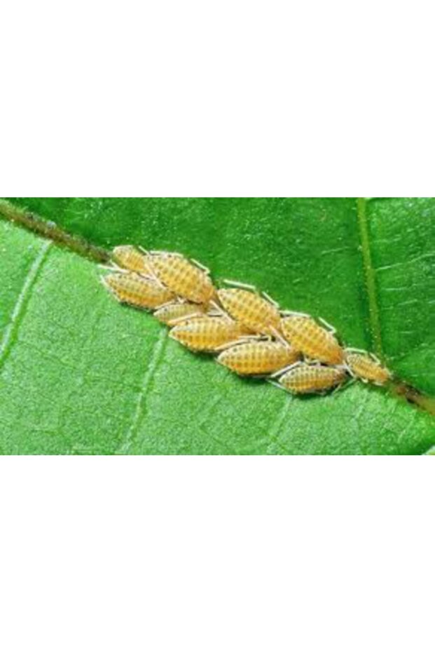 Kabuklu bit ilacı. Her türlü yaprak biti ilacı. Haşere bit parazit ilacı seti - 5