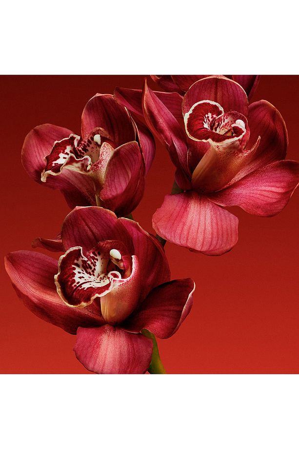 My Euphoria EDP 50ML Kadın Parfüm - 5