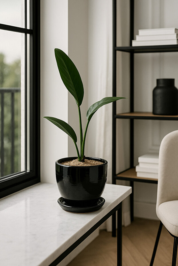 Tabaklı Siyah Çömlek Saksı 19x19 Cm - 1