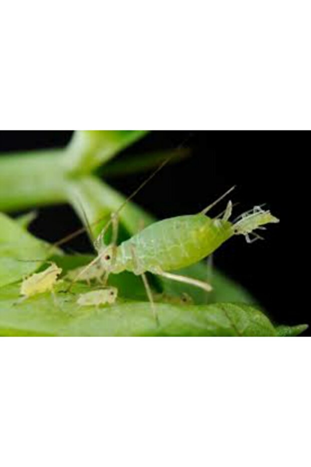 Kabuklu bit ilacı. Her türlü yaprak biti ilacı. Haşere bit parazit ilacı seti - 2