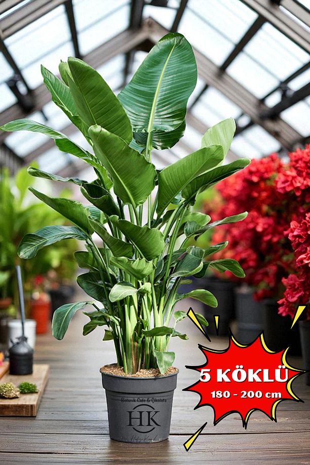 Starliçe Cennet Kuşu Çiçeği - Strelitzia Ev Bitkisi 5 Kök Canlı Salon & Ofis Bitkisi (180-200 cm) - 1