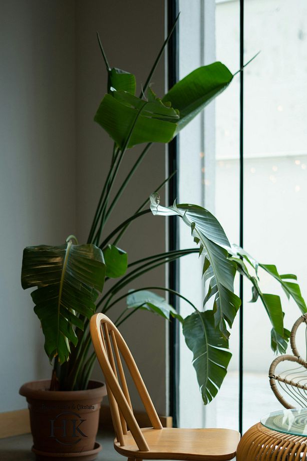 Starliçe Cennet Kuşu Çiçeği - Strelitzia Ev Bitkisi 5 Kök Canlı Salon & Ofis Bitkisi (180-200 cm) - 8