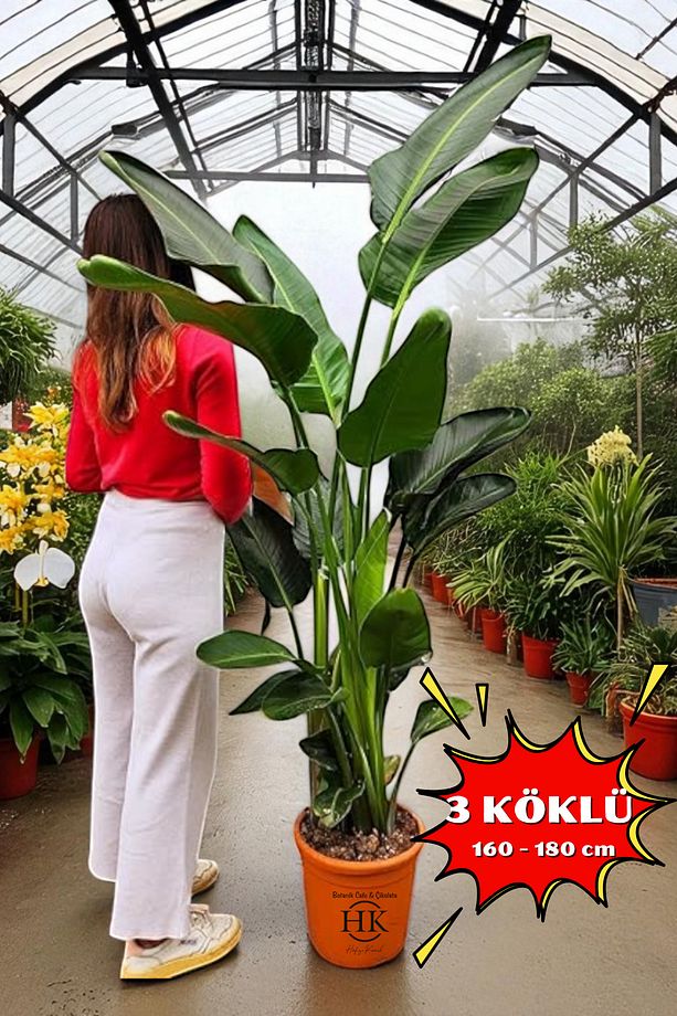 Starliçe Cennet Kuşu Çiçeği - Strelitzia Ev Bitkisi 3 Kök Canlı Salon & Ofis Bitkisi (160-180 cm) - 1