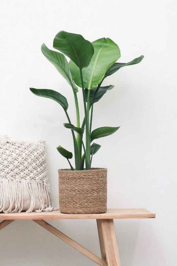 Starliçe Cennet Kuşu Çiçeği - Strelitzia Ev Bitkisi 2 Kök Canlı Salon & Ofis Bitkisi (60-80 cm) - 3