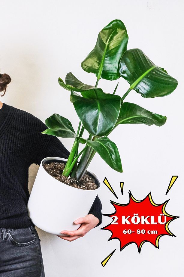 Starliçe Cennet Kuşu Çiçeği - Strelitzia Ev Bitkisi 2 Kök Canlı Salon & Ofis Bitkisi (60-80 cm) - 1