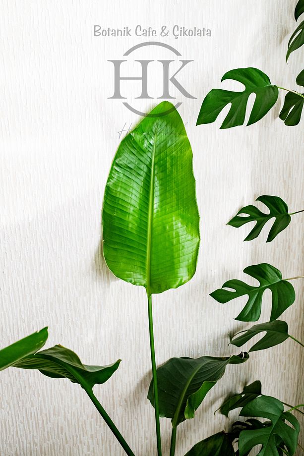Starliçe Cennet Kuşu Çiçeği - Strelitzia Ev Bitkisi 3 Kök Canlı Salon & Ofis Bitkisi (120-140 cm) - 3