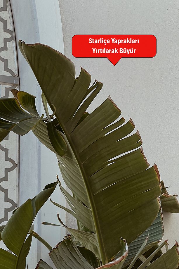 Starliçe Cennet Kuşu Çiçeği - Strelitzia Ev Bitkisi 3 Kök Canlı Salon & Ofis Bitkisi (160-180 cm) - 3