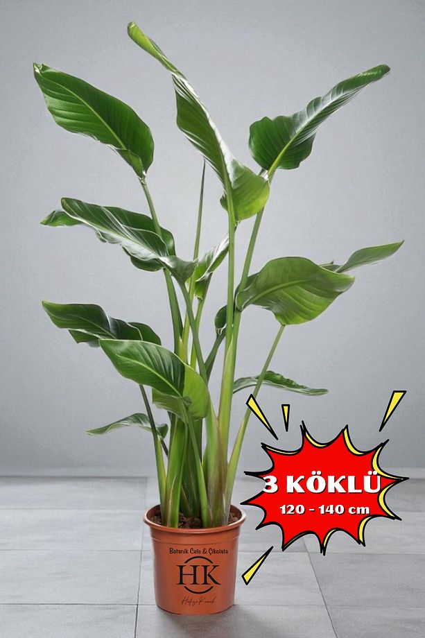 Starliçe Cennet Kuşu Çiçeği - Strelitzia Ev Bitkisi 3 Kök Canlı Salon & Ofis Bitkisi (120-140 cm) - 1