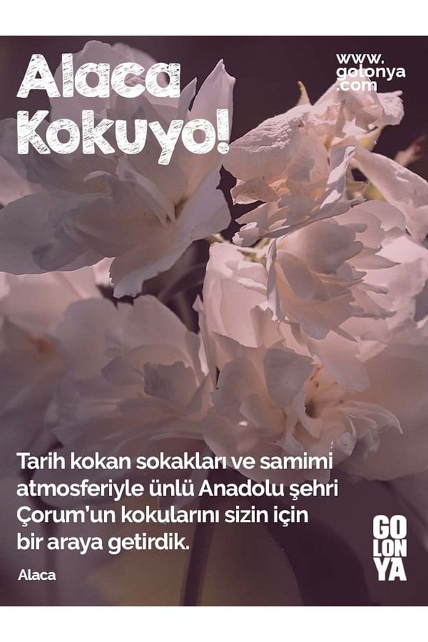 Alaca Kokusu 250 ML Cam Şişe - 5