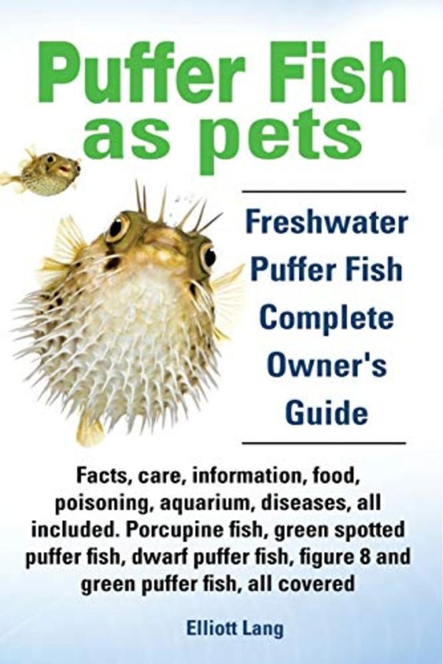 Puffer Fish as Pets. Freshwater Puffer Fish Facts, Care, Information, Food, Poisoning, Aquarium, Dis