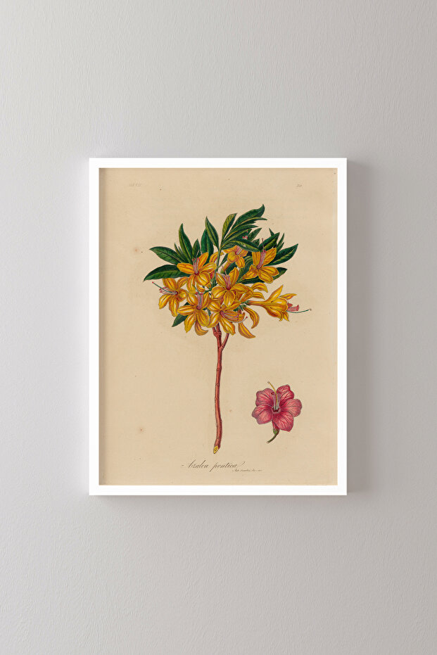 Azalea pontica - إطار أبيض