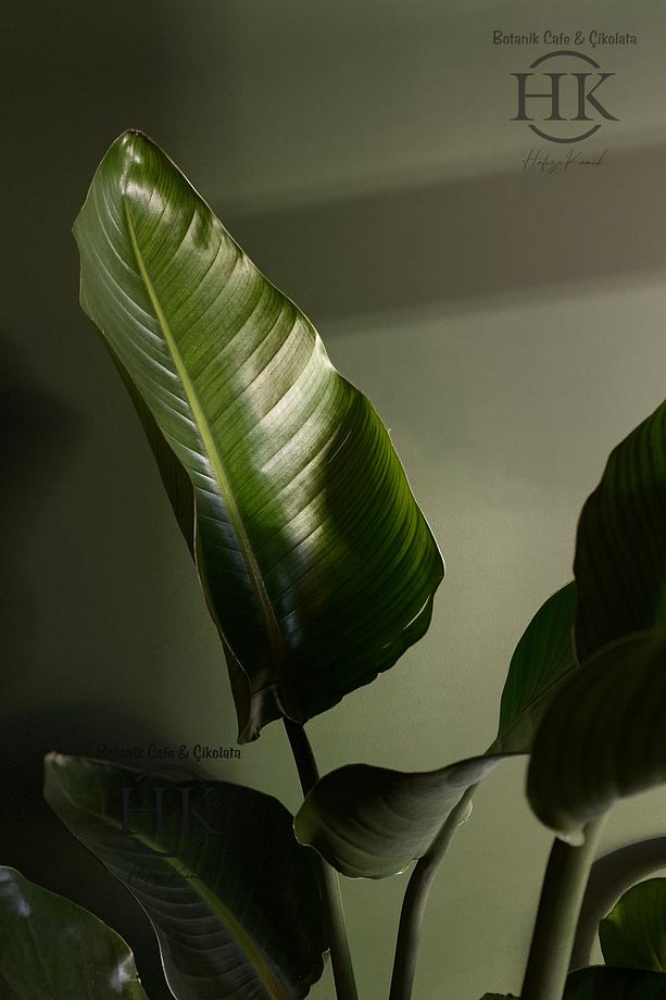 Starliçe Cennet Kuşu Çiçeği - Strelitzia Ev Bitkisi 3 Kök Canlı Salon & Ofis Bitkisi (160-180 cm) - 2