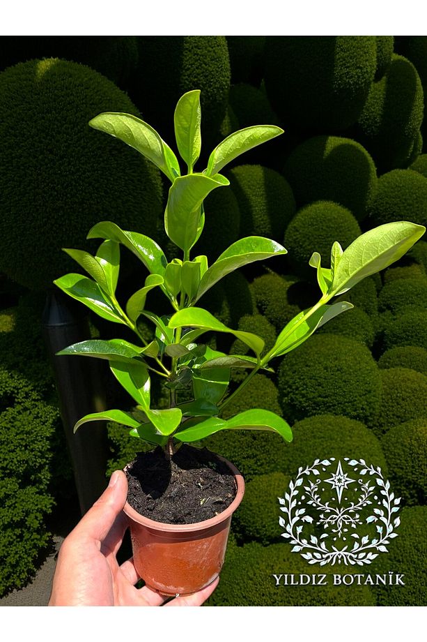 Parlak Yapraklı Kartopu Çiçeği Çit Bitkisi Viburnum Licudum Fidanı 30-40 CM - 3