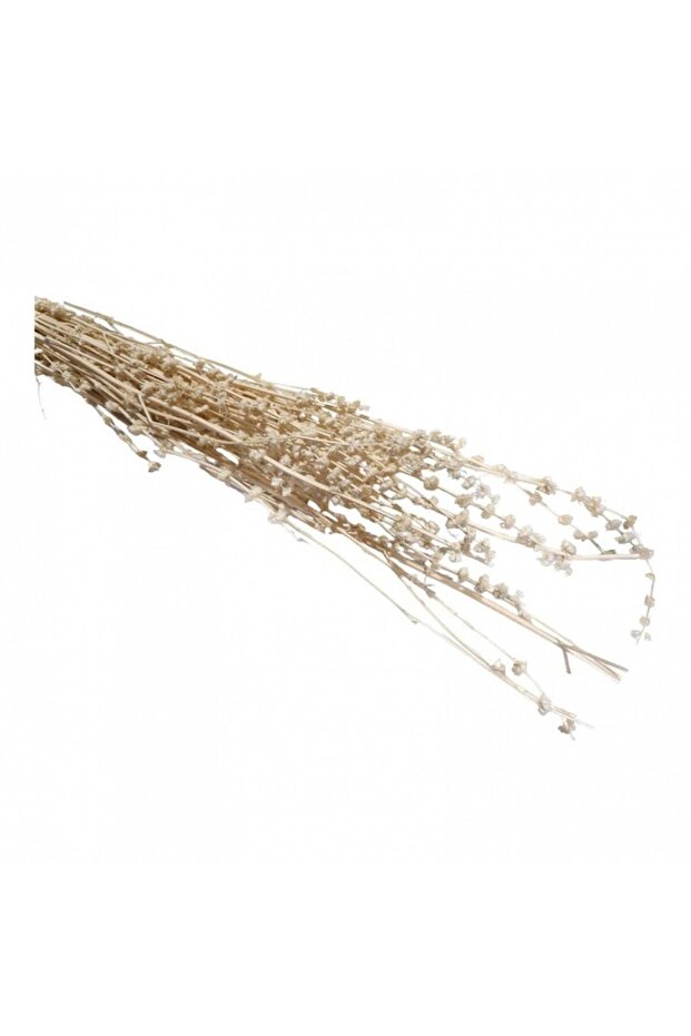 Flori Stabilizate, Șofran Alb, 80 cm - 3