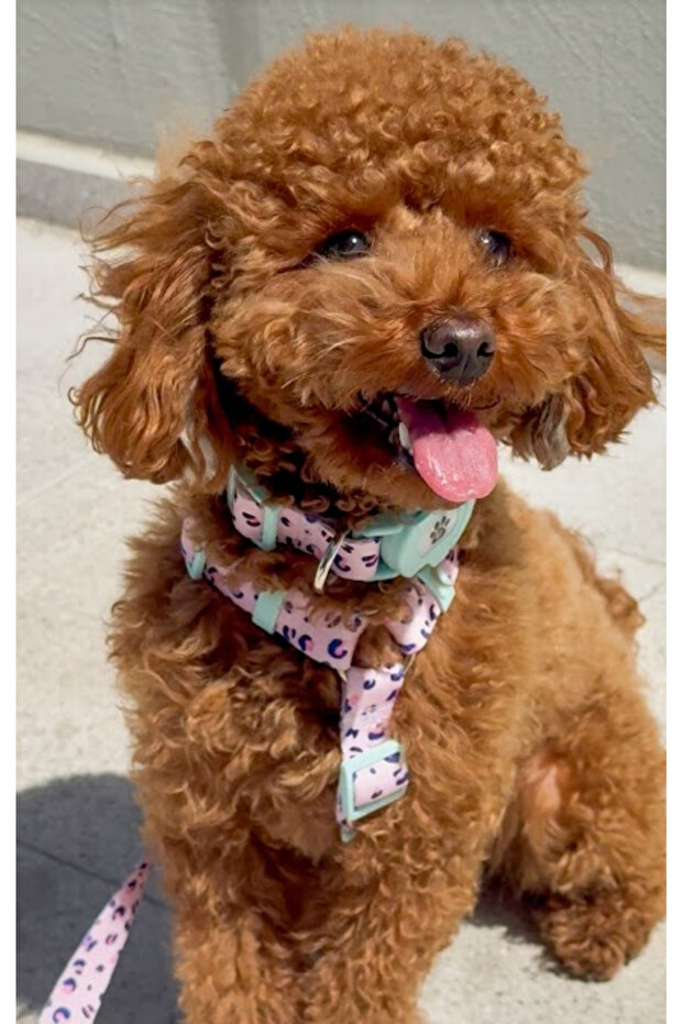 طوق صدر من النوع H مع نمط معاد تدويره - 2