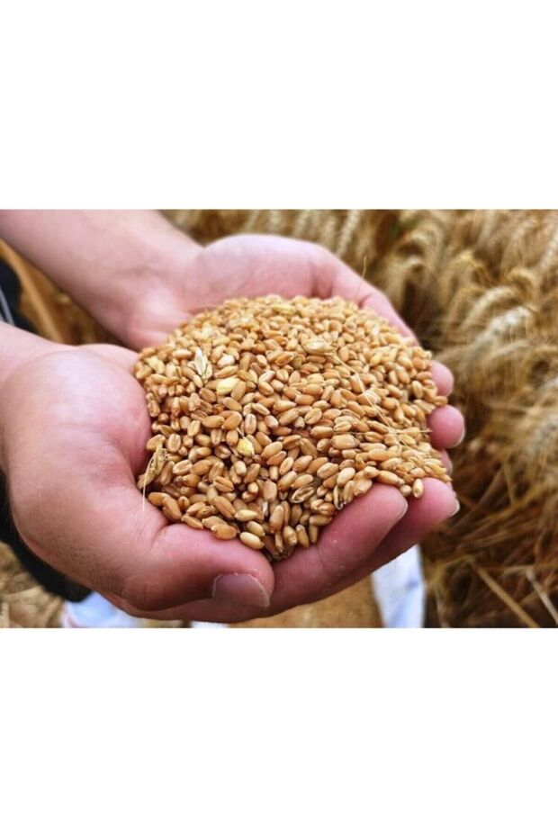 İşlenmemiş Buğday 1 Kg Topraktan Halka - 2