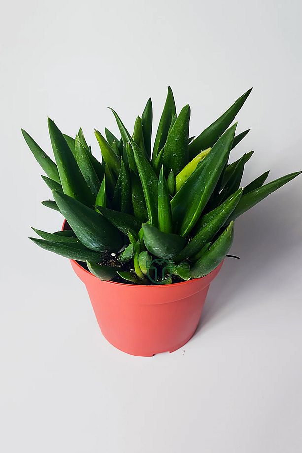 Aloe Vera Bitkisi (Sarı Sabır) 5 ve Üzeri Köklü - 3