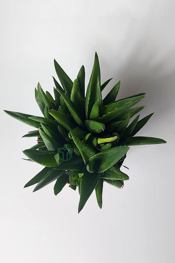 Aloe Vera Bitkisi (Sarı Sabır) 5 ve Üzeri Köklü - 5