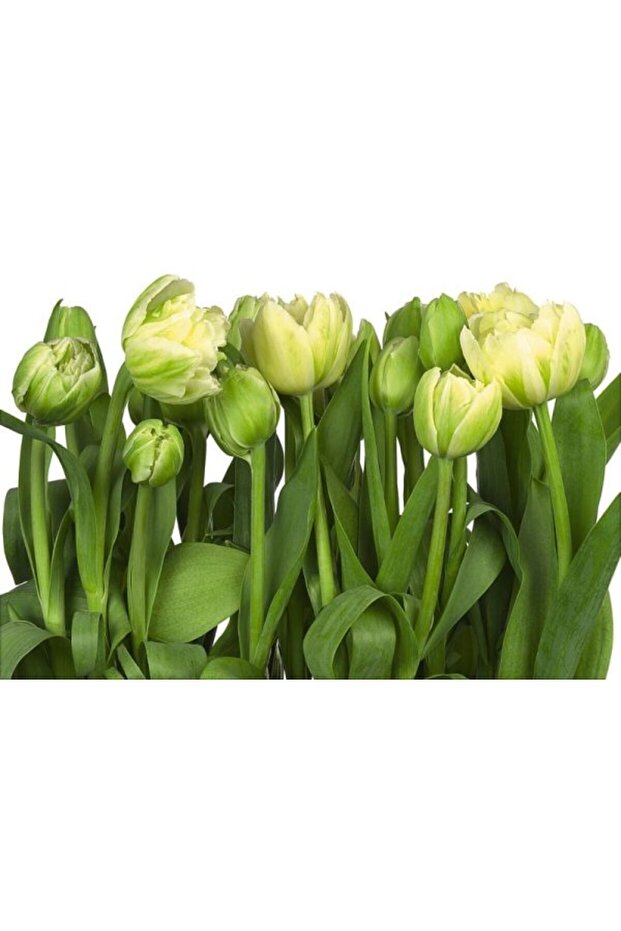 German Wall View Kumar 8/900 - 2