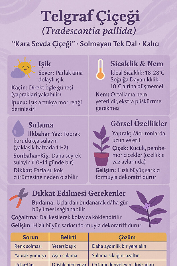 Solmayan Tek Dal Kara Sevda Çiçeği – Şık Saksıda Kalıcı Mor Telgraf Bitkisi - 3