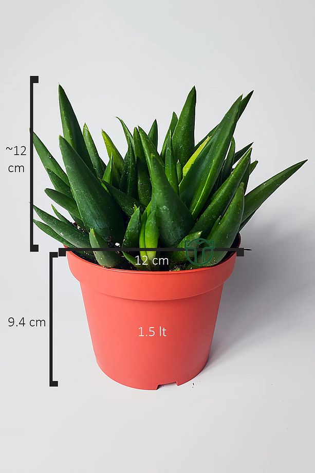 Aloe Vera Bitkisi (Sarı Sabır) 5 ve Üzeri Köklü - 6