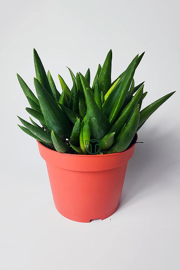 Aloe Vera Bitkisi (Sarı Sabır) 5 ve Üzeri Köklü - 1
