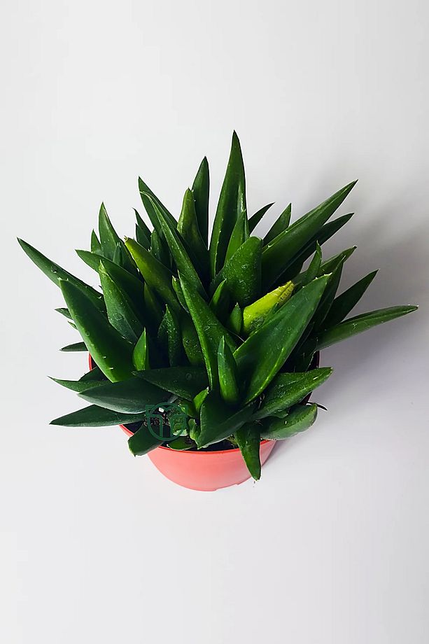 Aloe Vera Bitkisi (Sarı Sabır) 5 ve Üzeri Köklü - 4