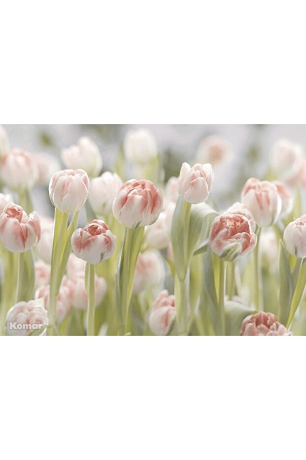 منظر جدار ألماني كومار 8/708 - 2