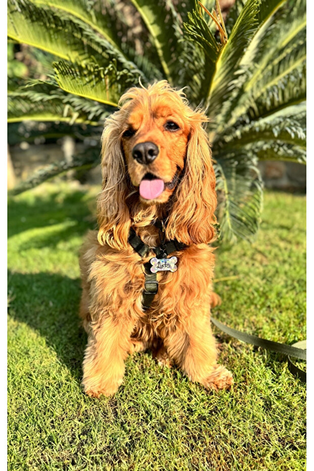 طوق الصدر الأساسي من النوع H - 2