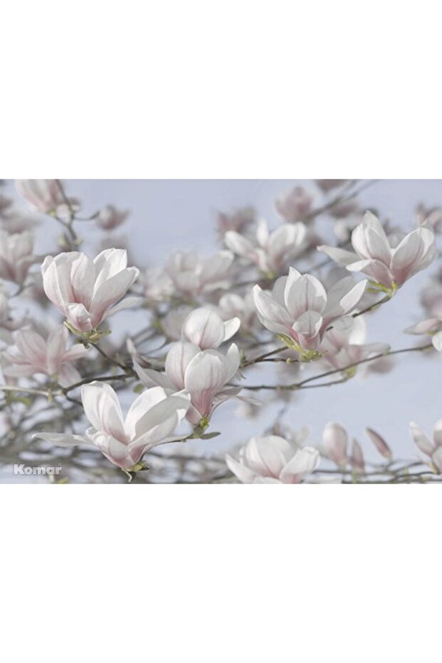 منظر جدار ألماني كومار 8/738 - 2