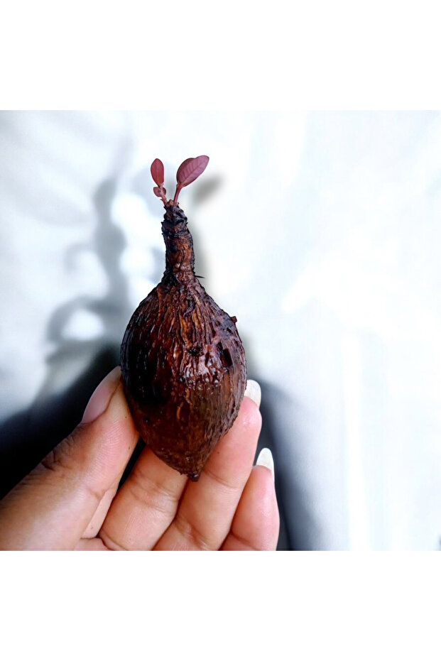 Phyllanthus Mirabilis - Mini Boy (2-3 çap) - 1