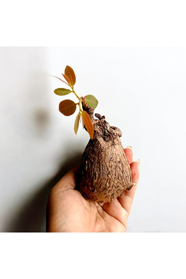 Phyllanthus Mirabilis - orta boy - 1