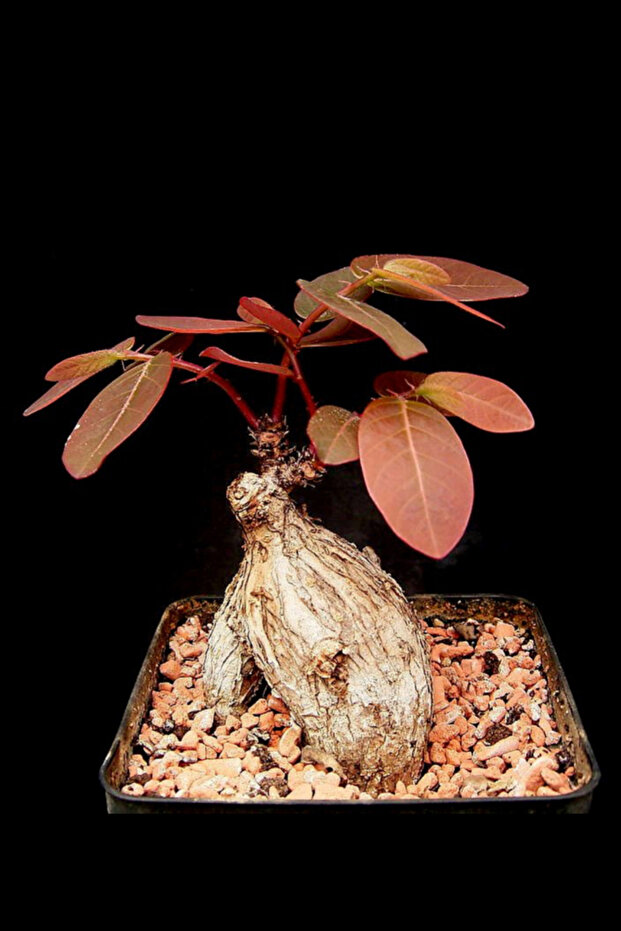 Phyllanthus Mirabilis - büyük boy - 2