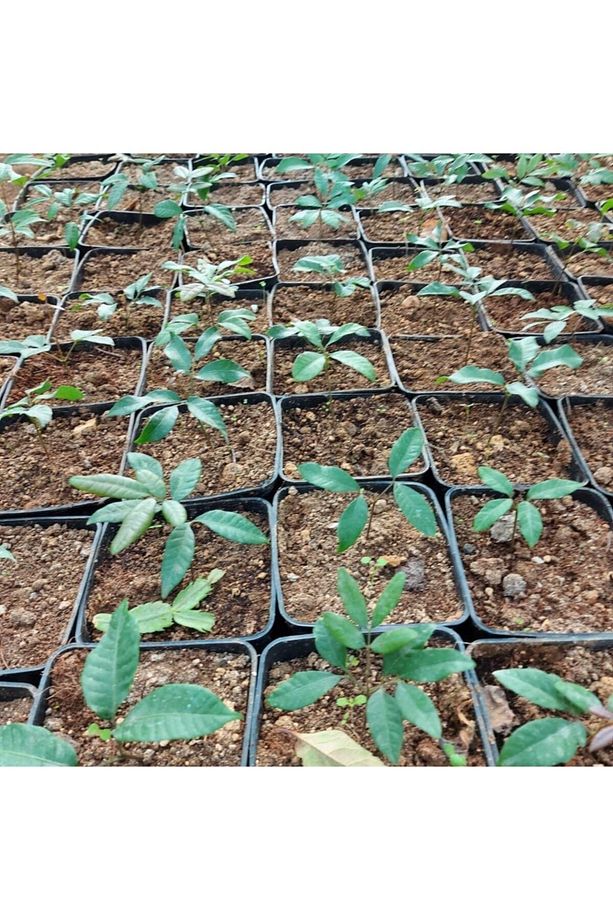 2 Yaş Liçi-lychee Fidesi, Saksıda - 2